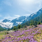 Alpine,Landscape,With,Purple,Crocus,Flowers,In,Spring,Season,On