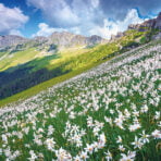 Picturesque,Summer,Landscape,With,Stunning,White,Daffodils,Flowers,On,The