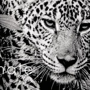 Calendar de birou “Animale”