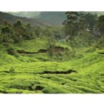 Green birou 2025.indd