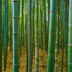 Green (11)