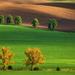 Green (12)