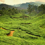 Green (2)