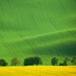 Green (6)