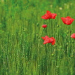 Green (9)